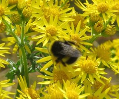 Bombus terrestris