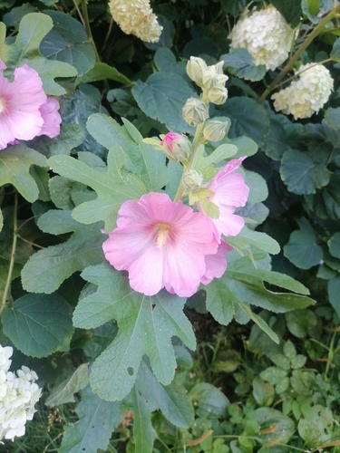 Antwerp Hollyhock (Alcea ficifolia)