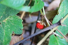 Rubus reflexus