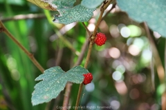 Rubus reflexus