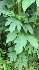 Ambrosia trifida trifida