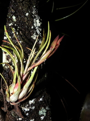 Tillandsia paraensis