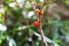 Rubus reflexus