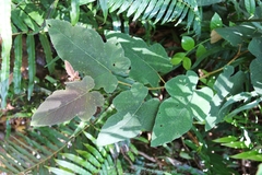 Rubus reflexus