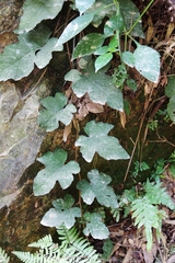 Rubus reflexus