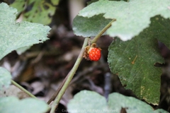 Rubus reflexus