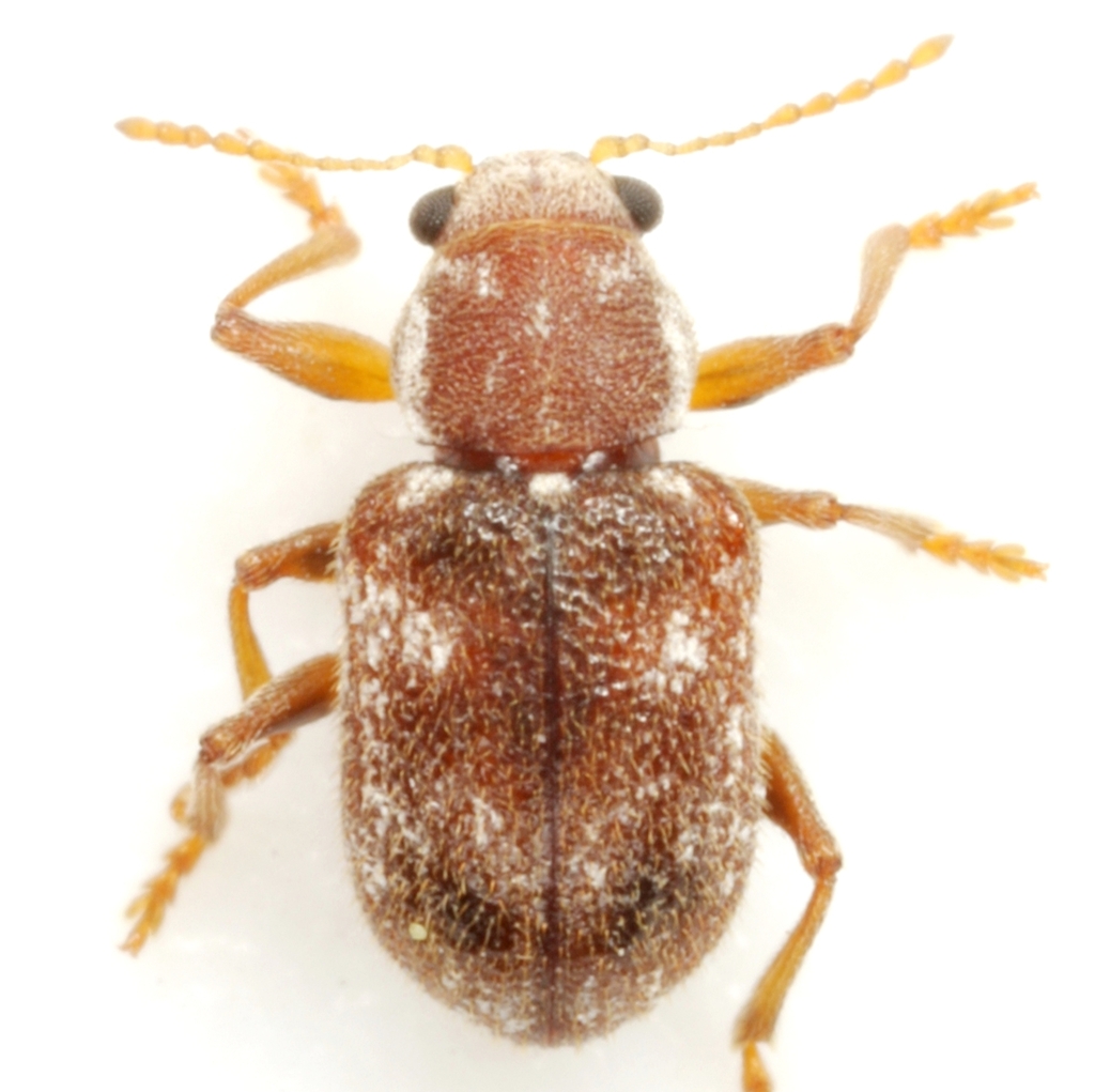 Xanthonia furcata