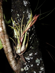 Tillandsia paraensis
