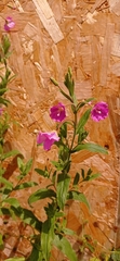 Epilobium hirsutum