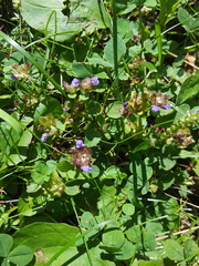 Prunella vulgaris vulgaris