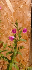 Epilobium hirsutum