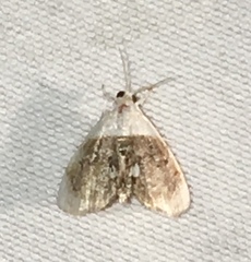 Lipocosmodes fuliginosalis