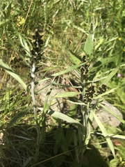 Omalotheca norvegica