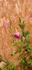 Epilobium hirsutum