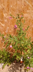 Epilobium hirsutum