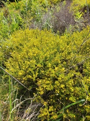 Hypericum brachyphyllum