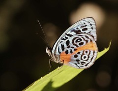 Eunica sophonisba