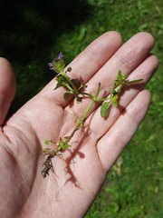 Prunella vulgaris vulgaris