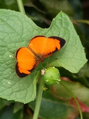 Tegosa pastazena