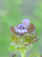 Prunella vulgaris vulgaris