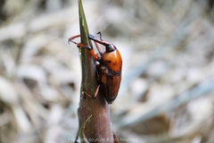 Cyrtotrachelus thompsoni