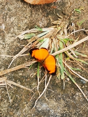 Tegosa pastazena