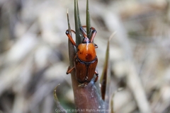 Cyrtotrachelus thompsoni
