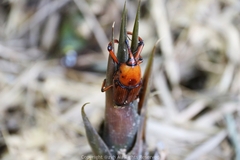 Cyrtotrachelus thompsoni