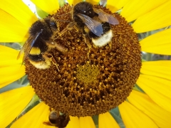 Bombus terrestris sassaricus