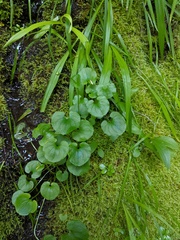 Parnassia fimbriata