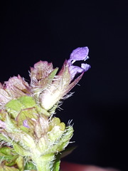 Prunella vulgaris vulgaris