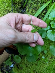 Parnassia fimbriata