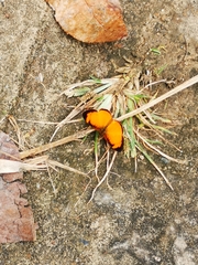 Tegosa pastazena