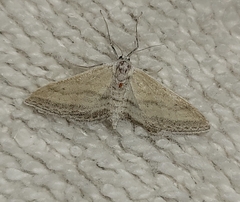 Lobocleta lanceolata