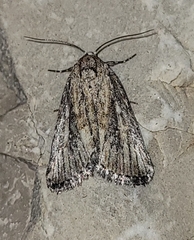 Condica temecula