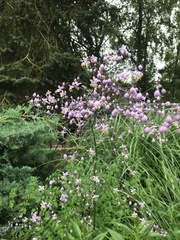 Thalictrum delavayi