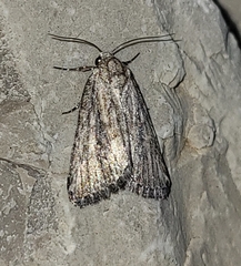Condica temecula