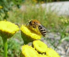 Colletes daviesanus