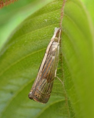 Parapediasia ligonellus