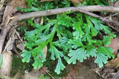 Selaginella doederleinii