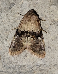 Properigea continens