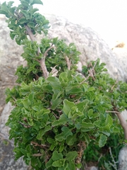 Salvia aurea