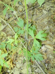 Ranunculus hispidus
