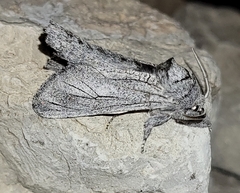Inguromorpha itzalana