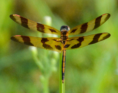 Celithemis