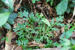 Selaginella doederleinii