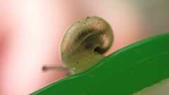 Gastropoda