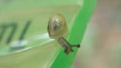 Gastropoda