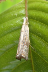 Parapediasia ligonellus
