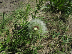 Taraxacum proximum